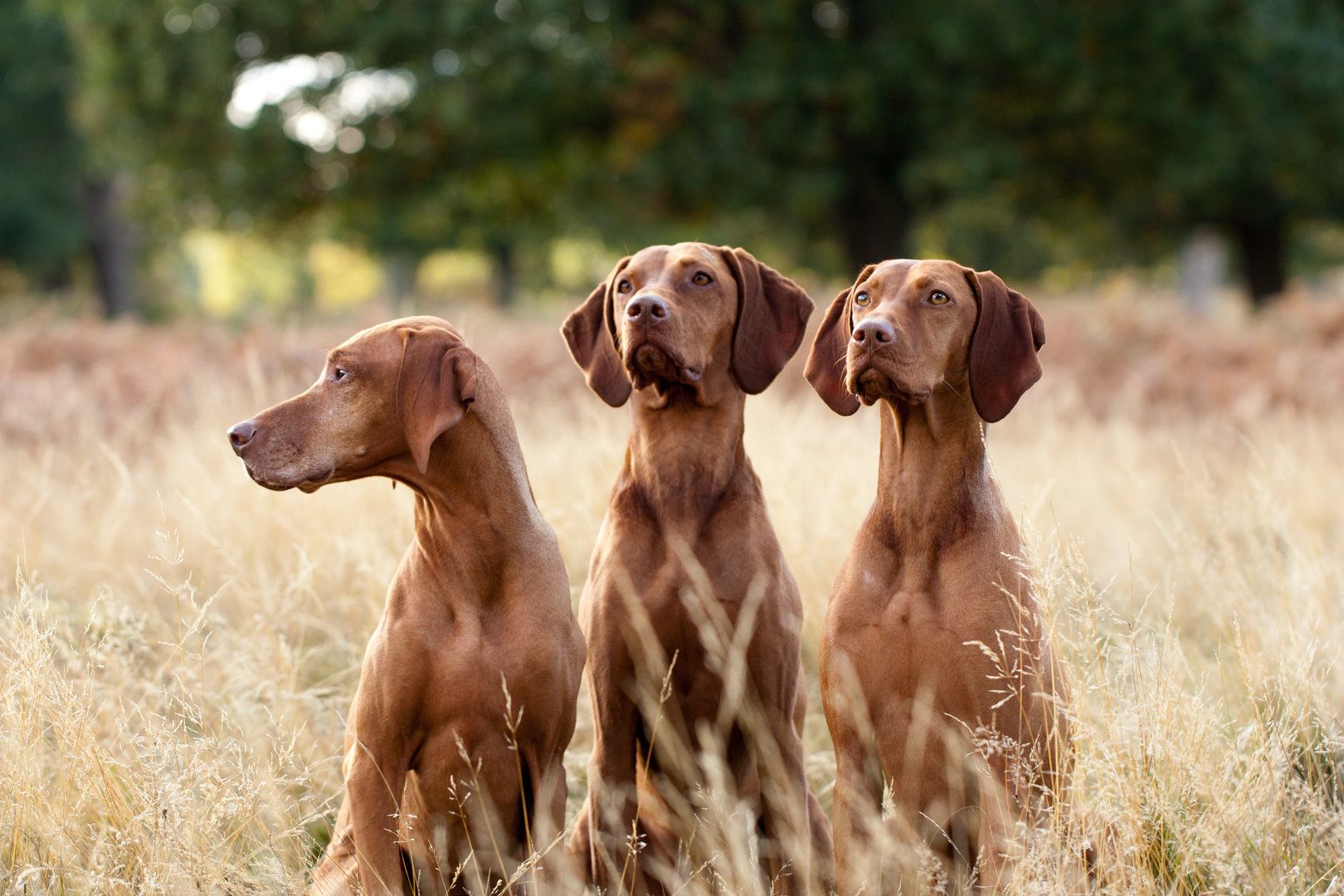 Vizsla