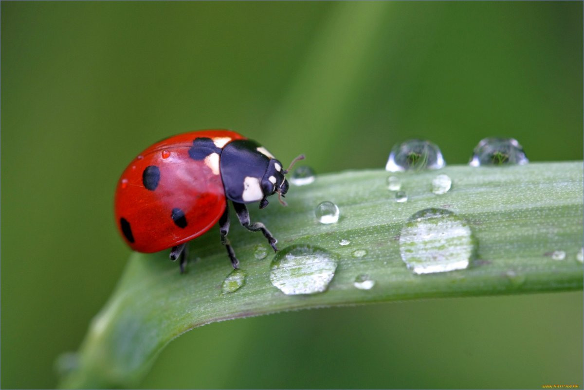 Ladybug