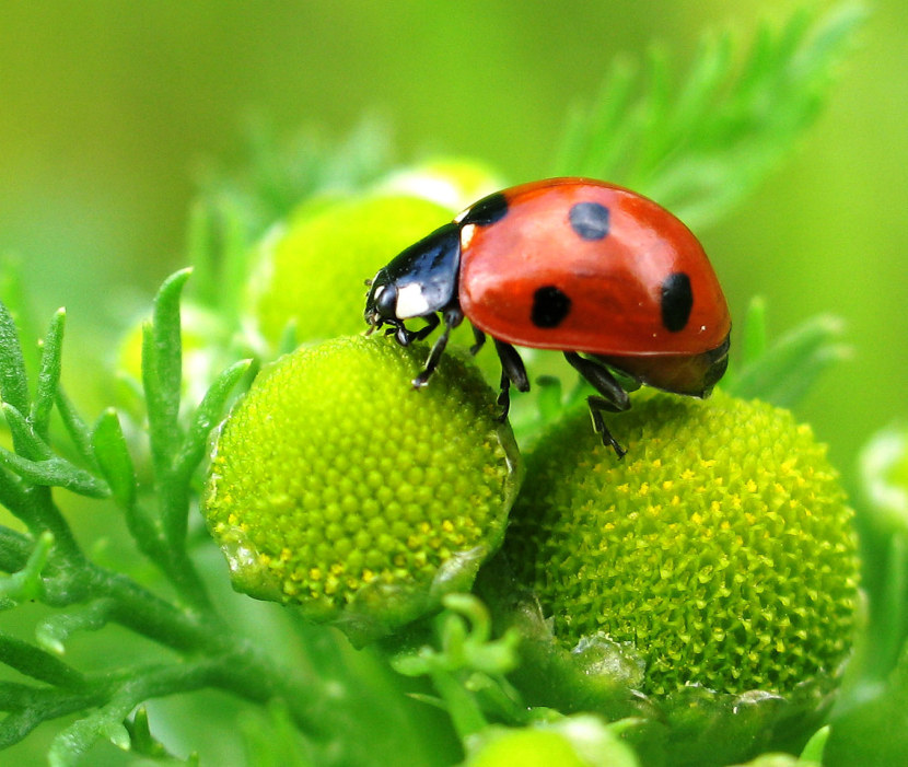 Ladybug