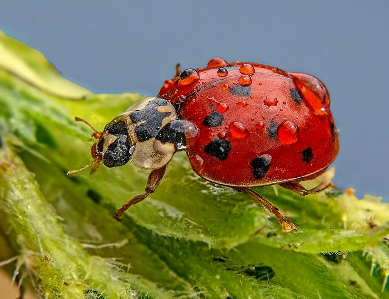 Ladybug