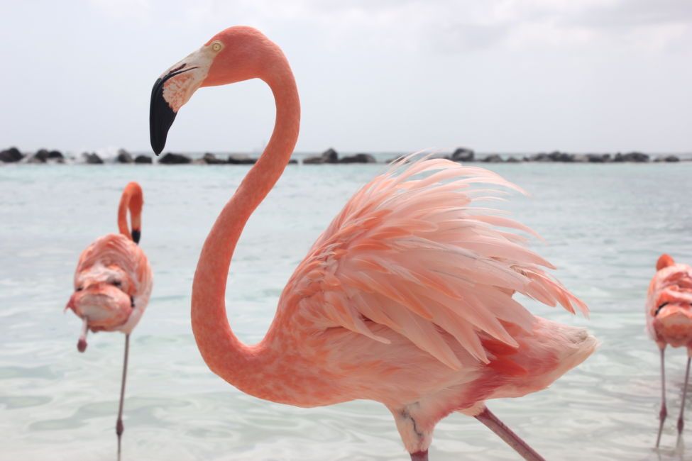American flamingos are redder than other species