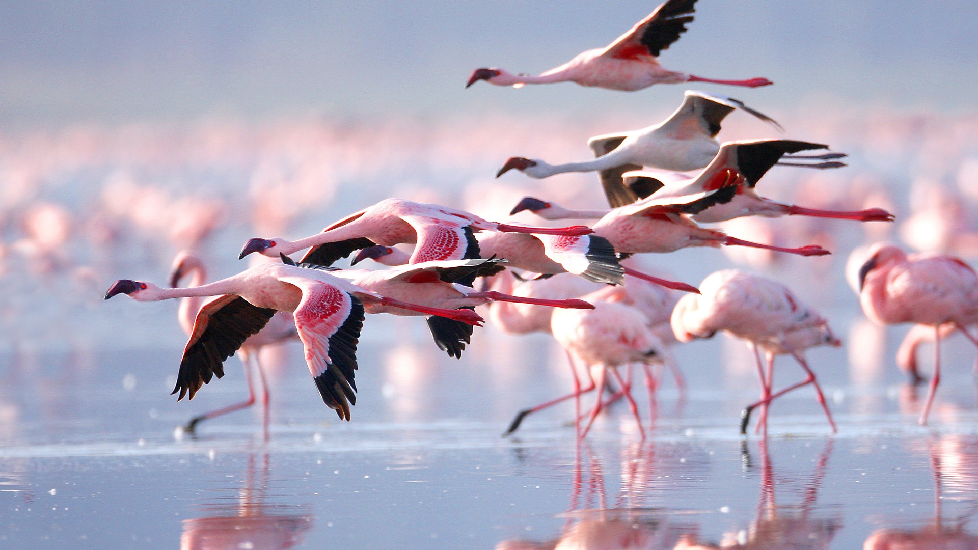 What do flamingos eat?