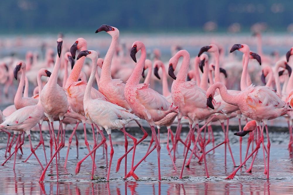 Flamingos are very social animals