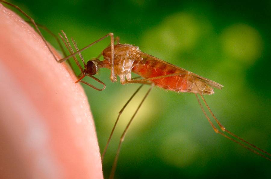 Anopheles Mosquito