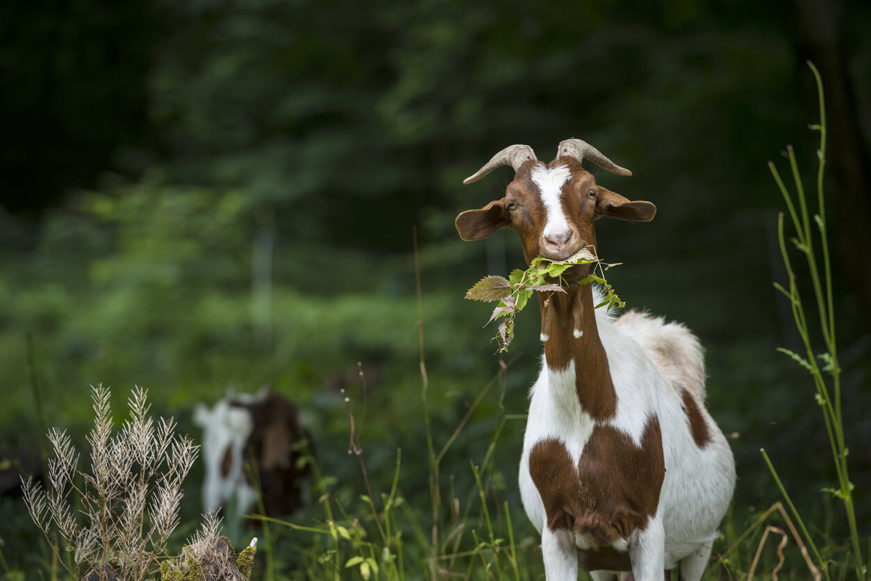 Kids Moving with Herd Immediately after Birth