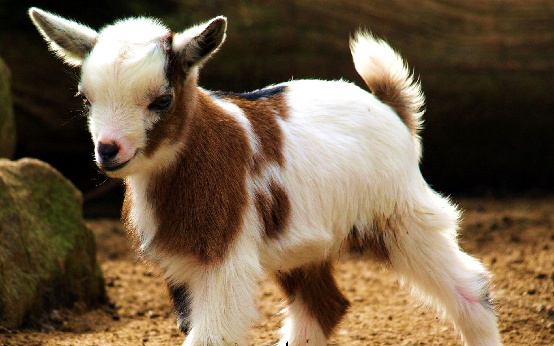 Boar Goat—Leading Meat Breed in the US