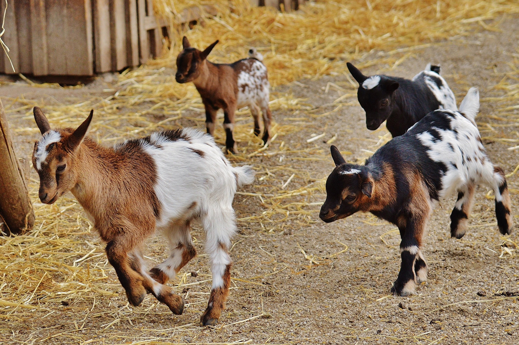 Goats to Nurse Babies