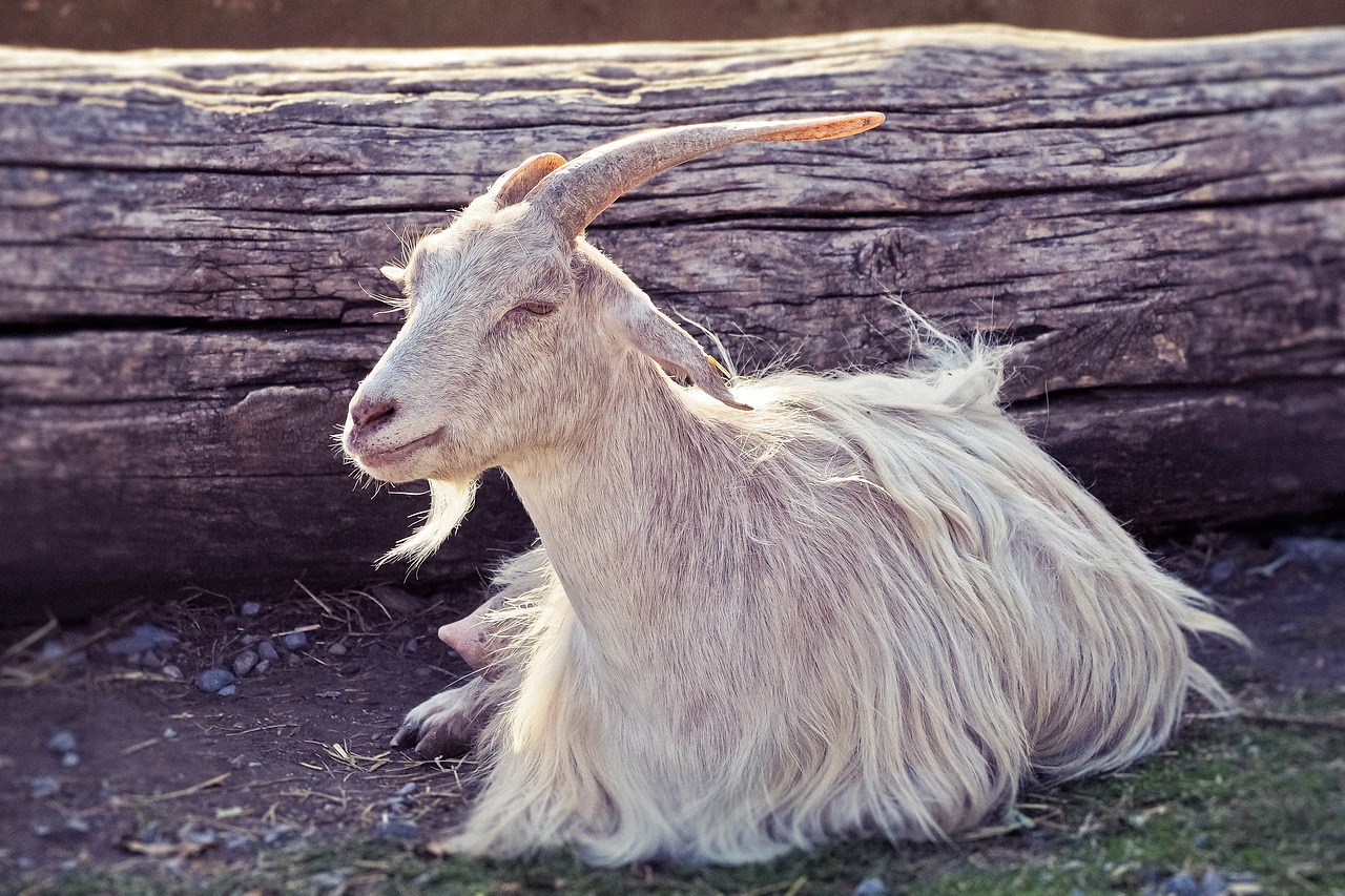 0ver 2000 Goats Buried with Pharaoh Cephranes