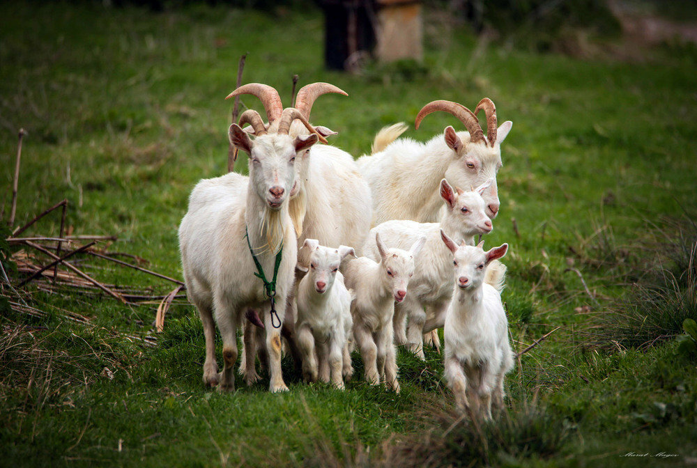 0ver 2000 Goats Buried with Pharaoh Cephranes