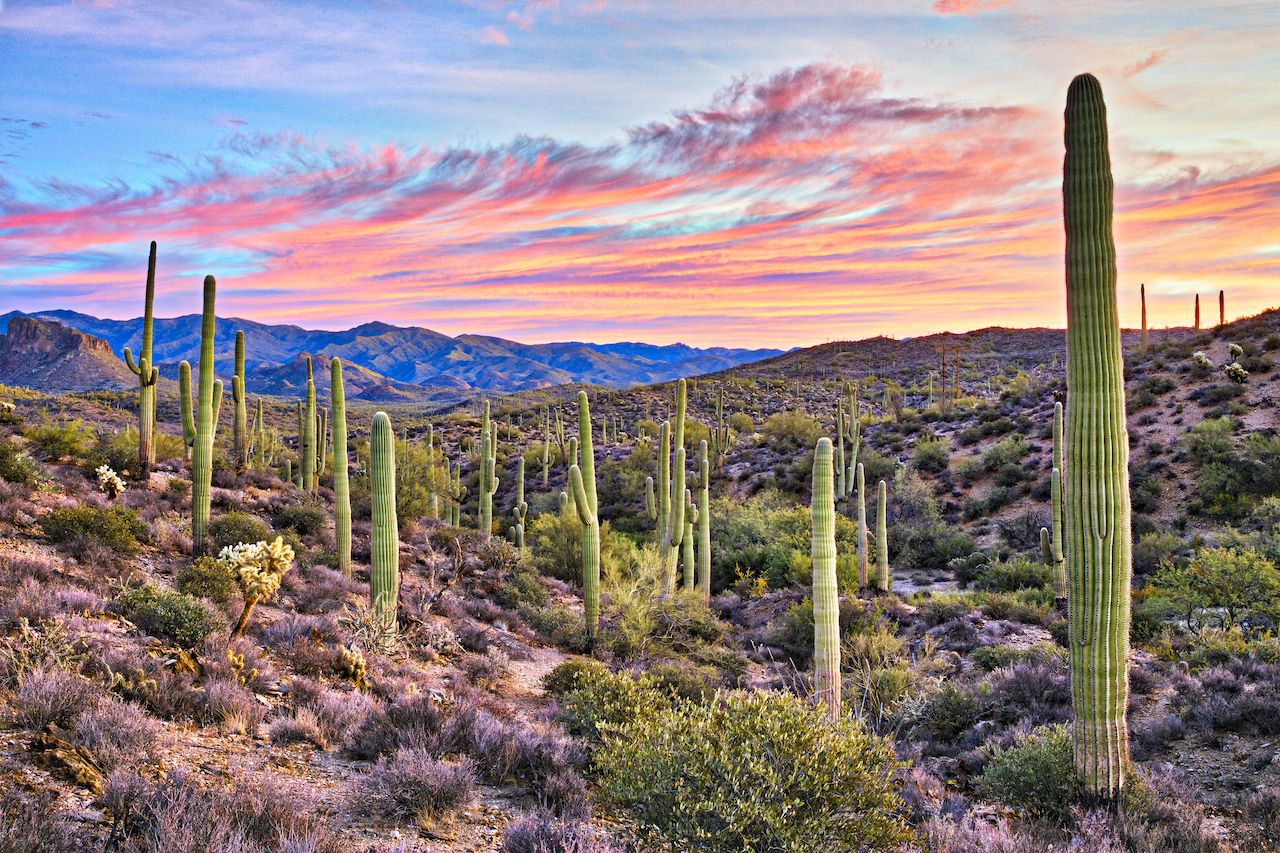 Sonoran Desert