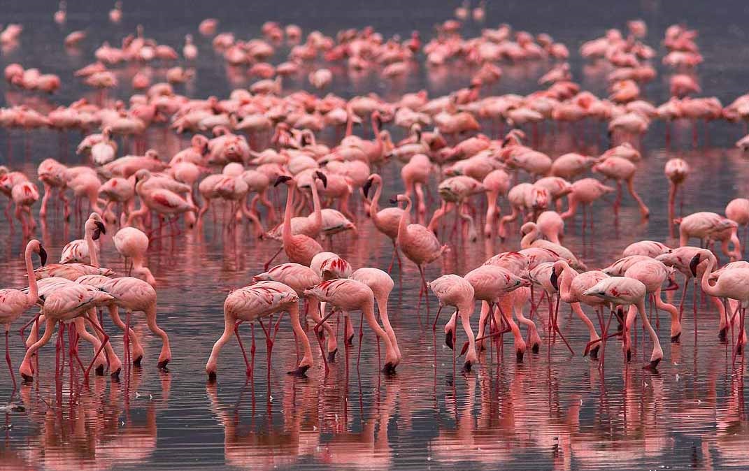 Фламинго становятся розовыми от поедания креветок