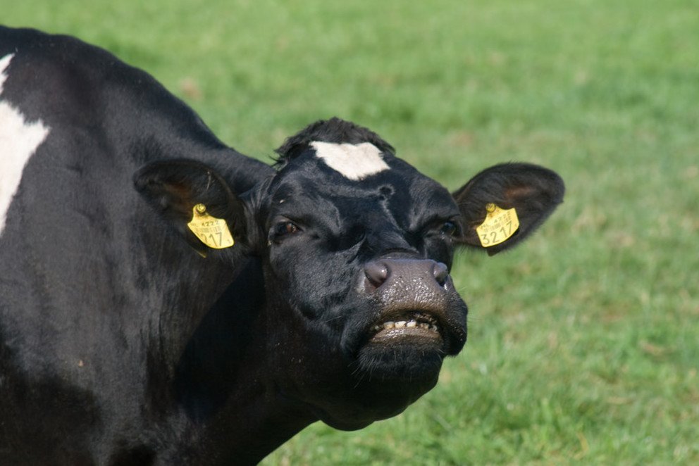 У коров нет верхних передних зубов