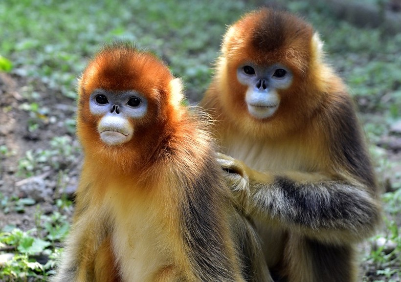 Около 260 различных видов обезьян, живущих по всему миру