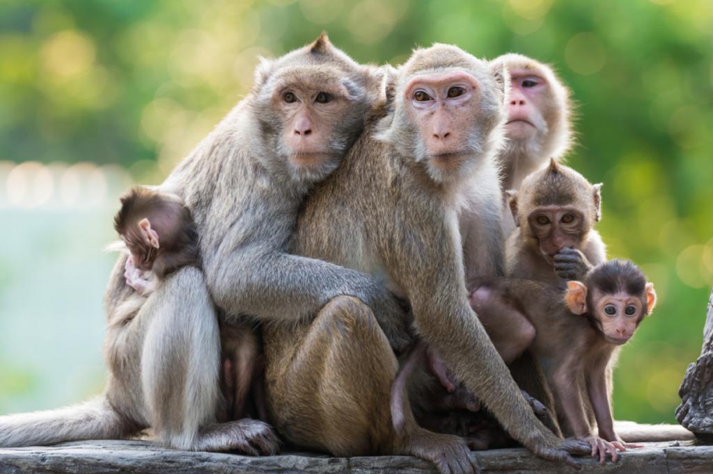Продолжительность жизни обезьян