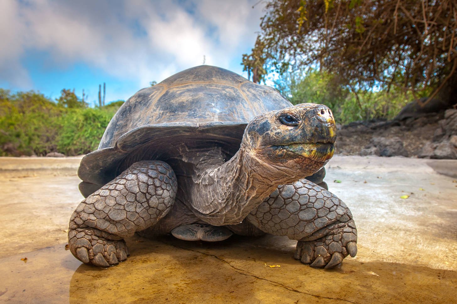 Черепахи могут надолго задерживать дыхание