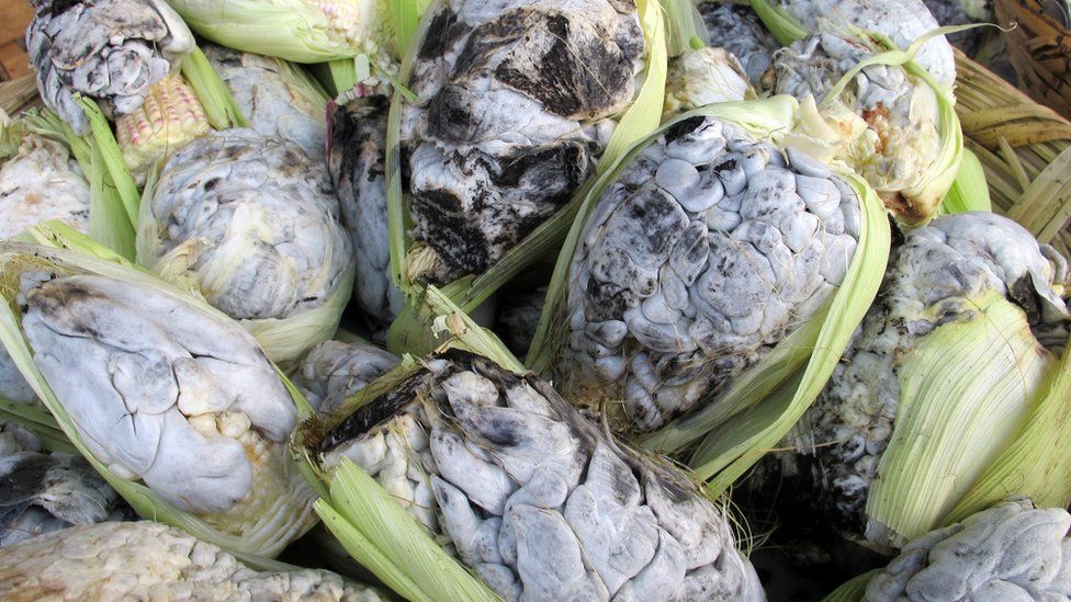  Huitlacoche