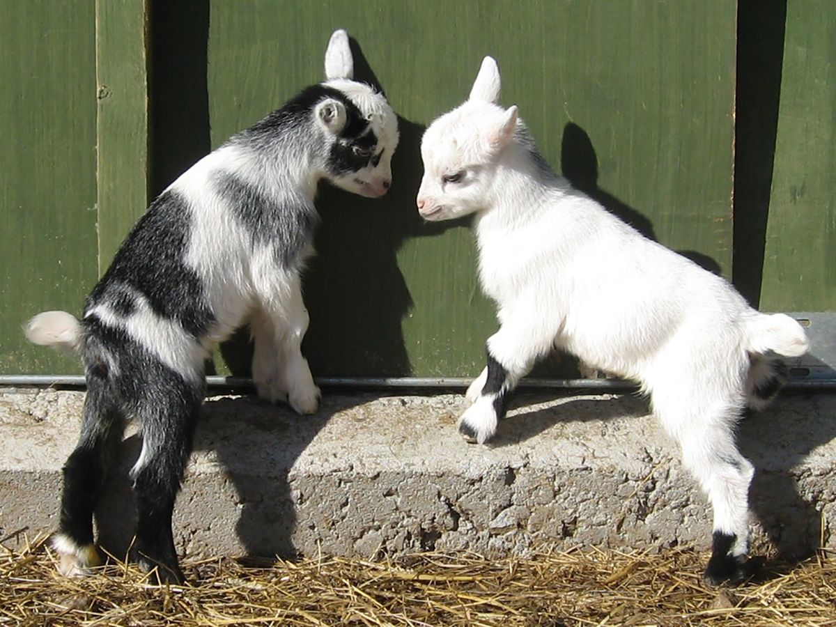 Pygmy Goat