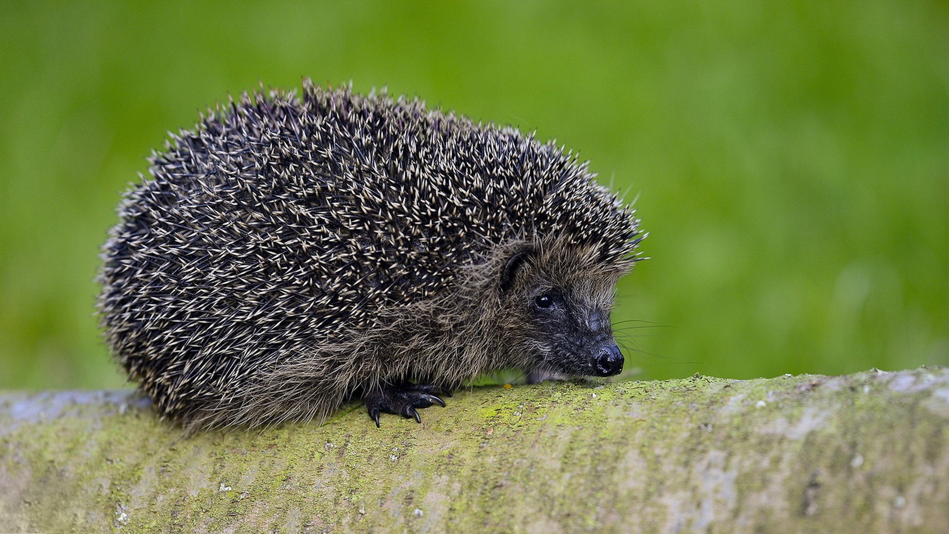 African Pygmy Hedgehog