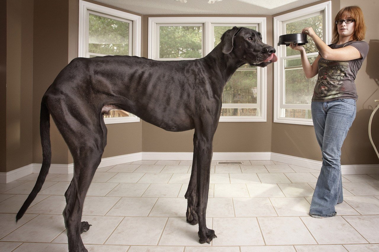 Zeus, the giant dog