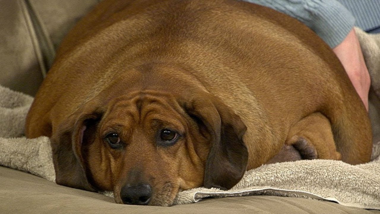 Obie ( fattest dog)
