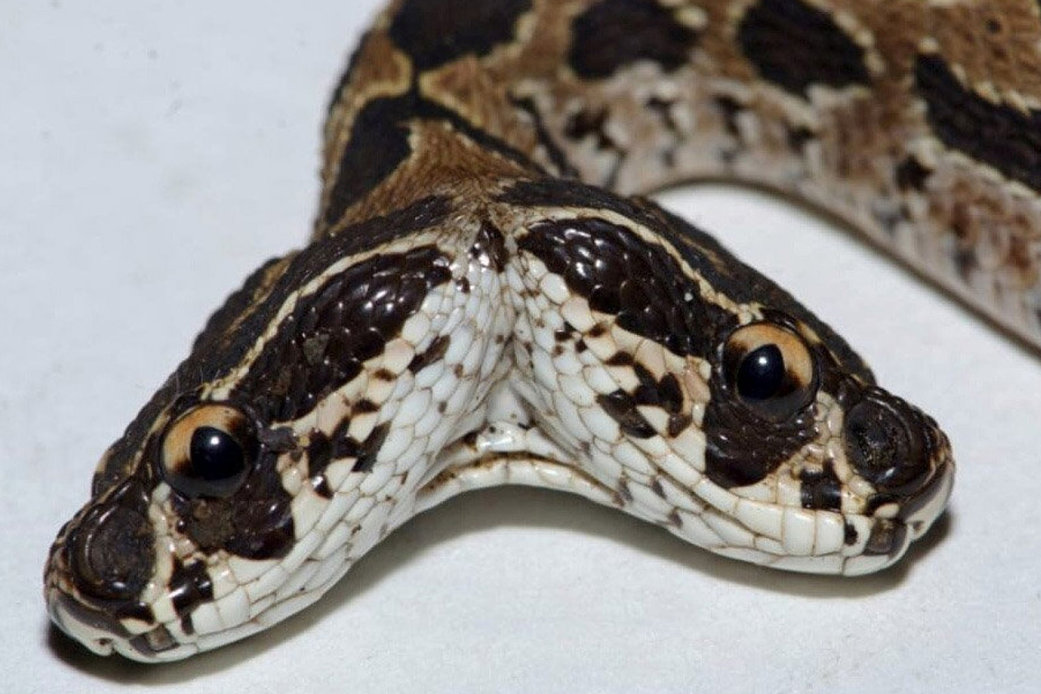 The Twin Destroyer (two-headed snake)