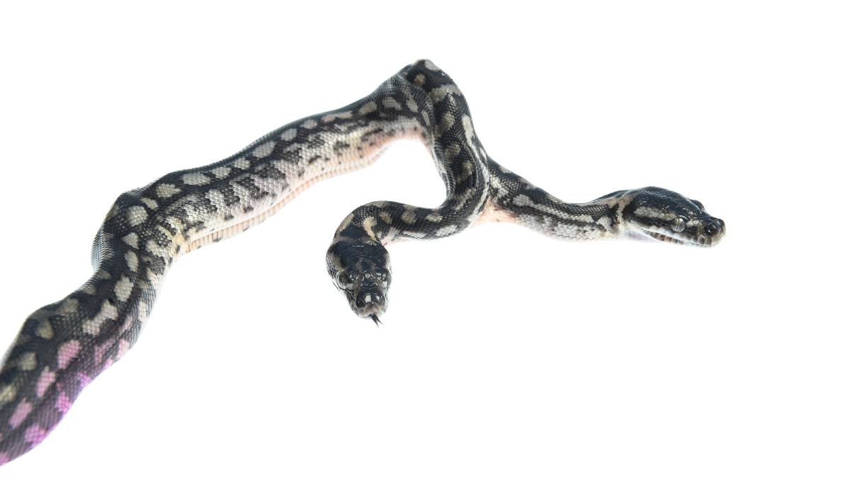 The Twin Destroyer (two-headed snake)