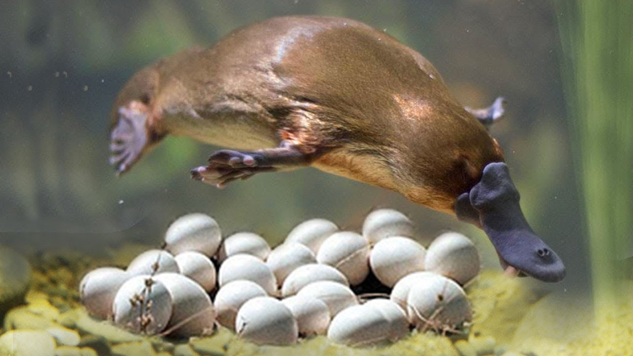 Platypus