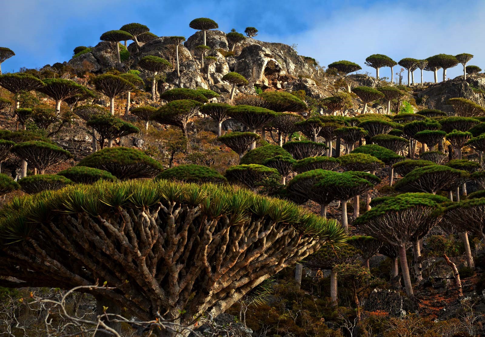 Socotra, Yemen