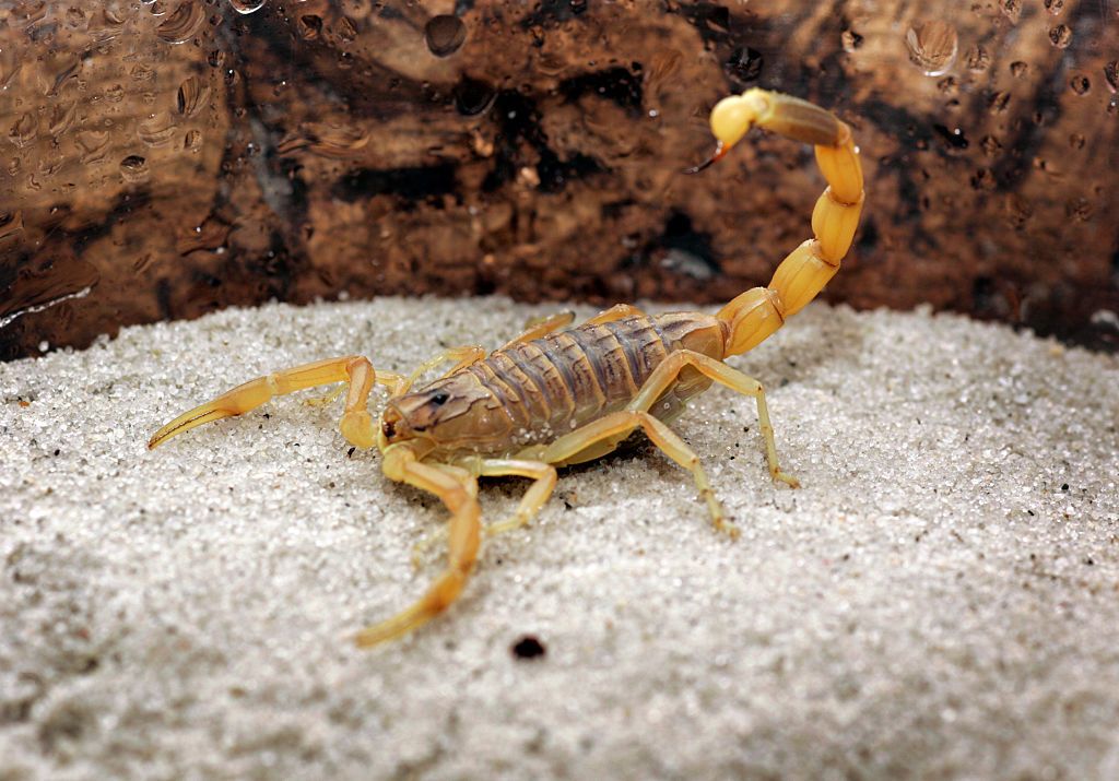 Deathstalker Scorpion