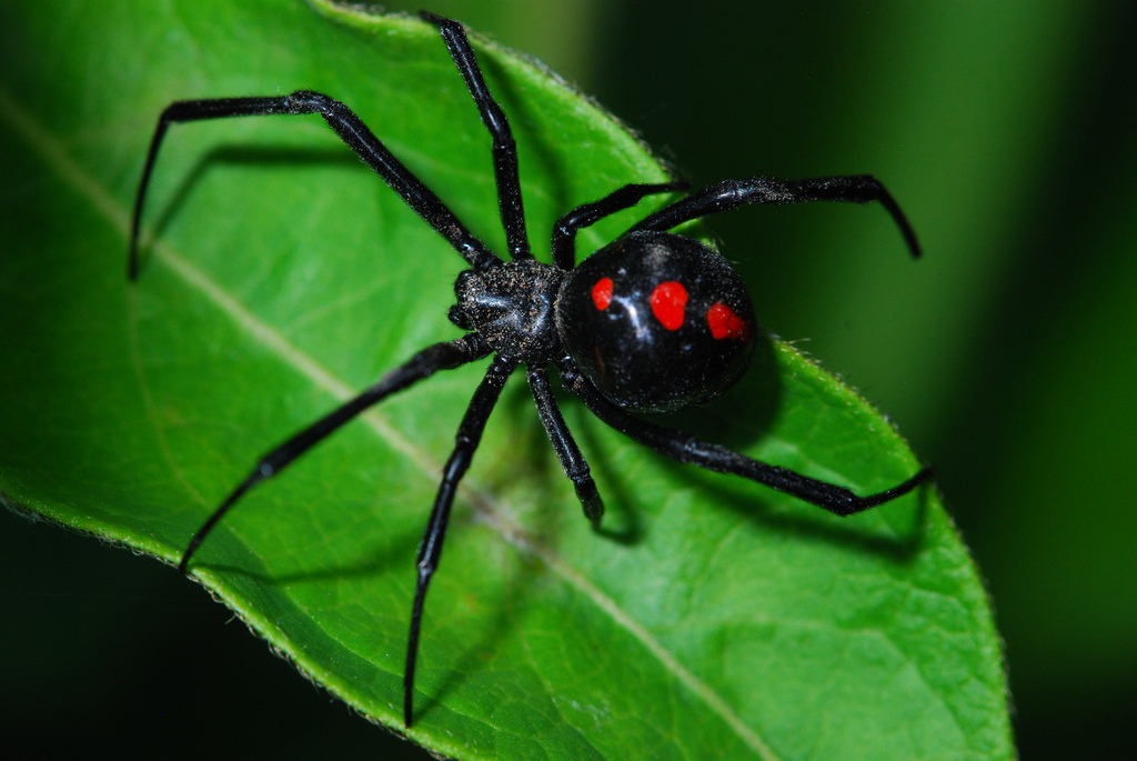 Red Widow Spider