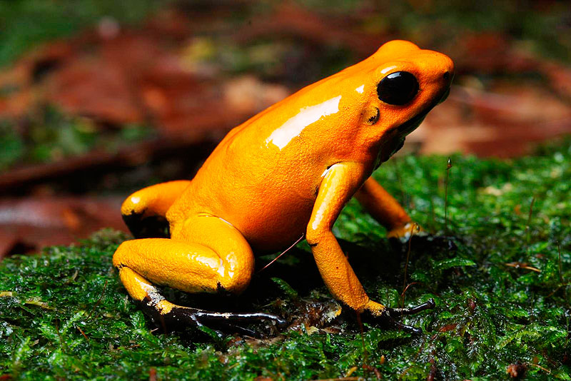 Golden Poison Dart Frog