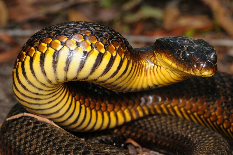 Common Tiger Snake