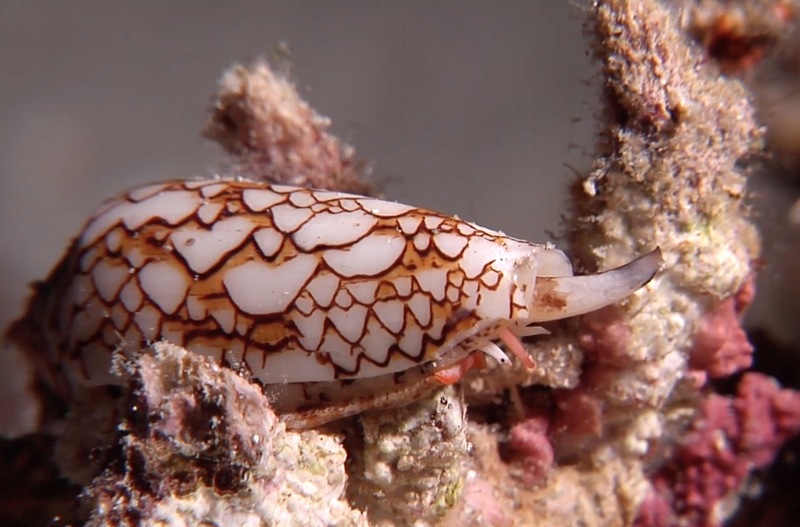 Cone Snail