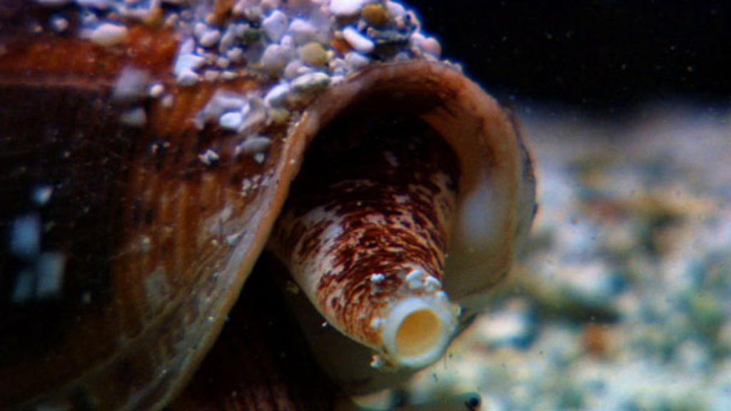 Cone Snail