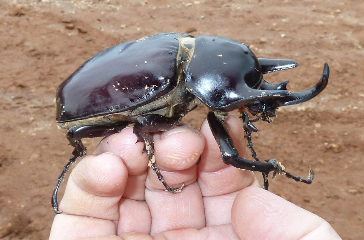 Megasoma actaeon – Actaeon beetle