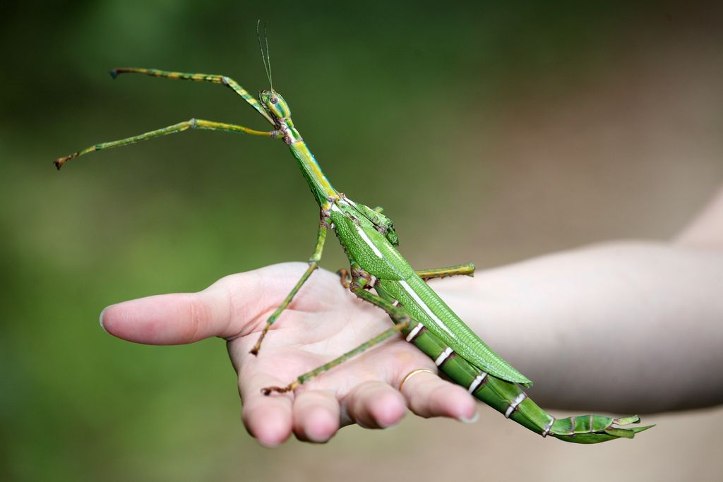 Phobaeticus serratipes – Giant Malayan stick insect