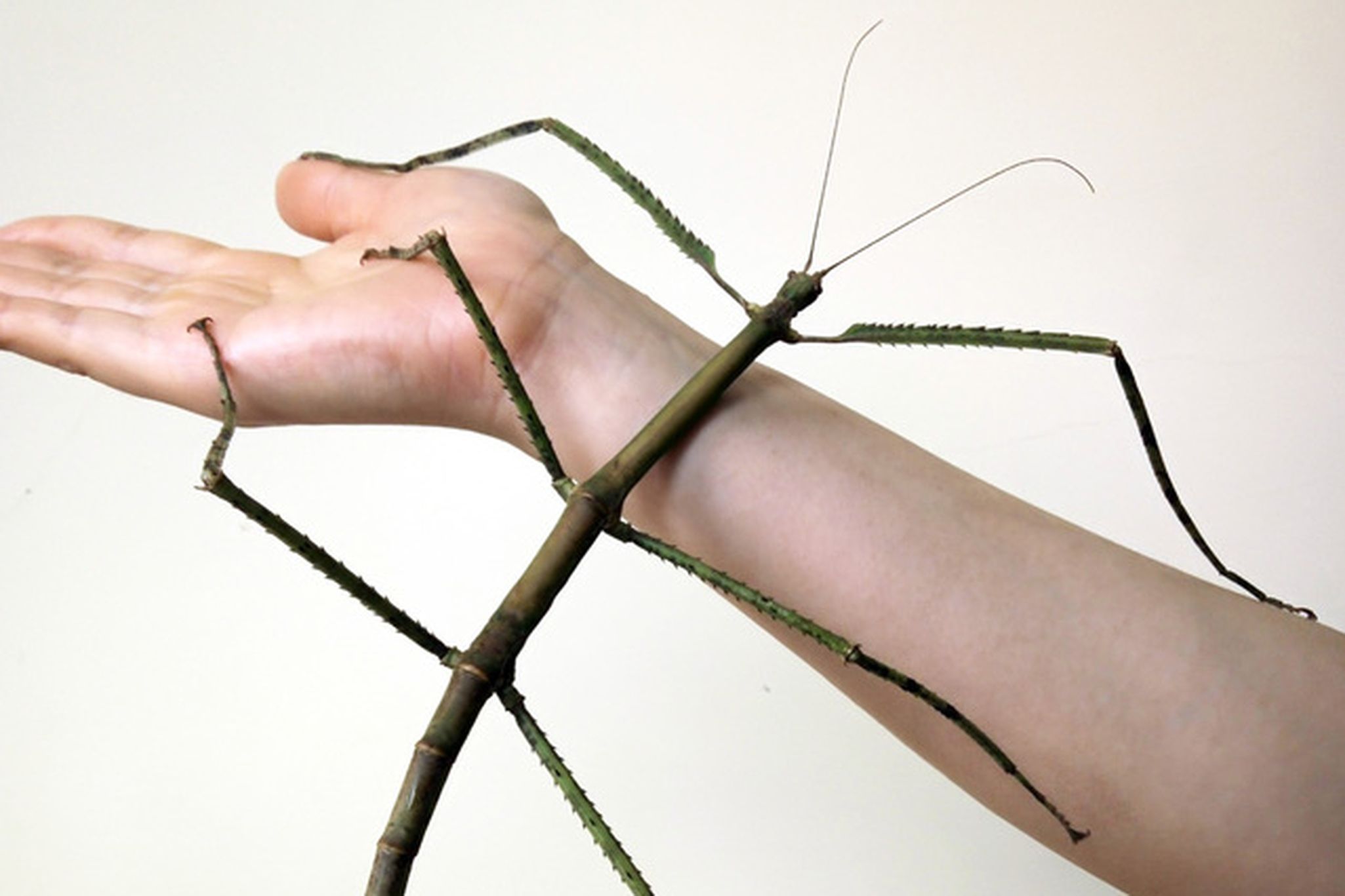 Phobaeticus kirbyi – Stick insect