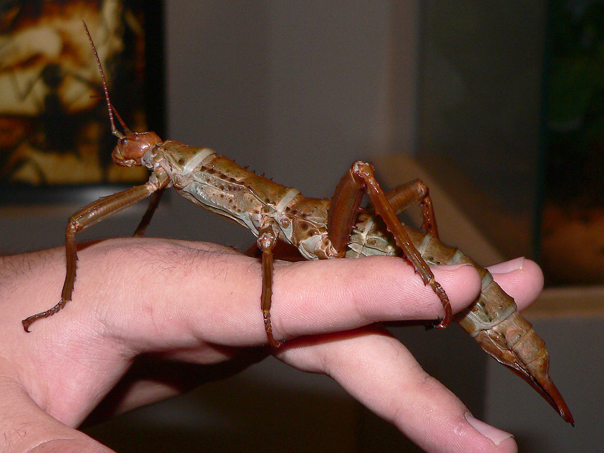 Megaphasma denticrus – Giant walking stick insect