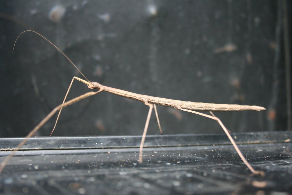 Megaphasma denticrus – Giant walking stick insect