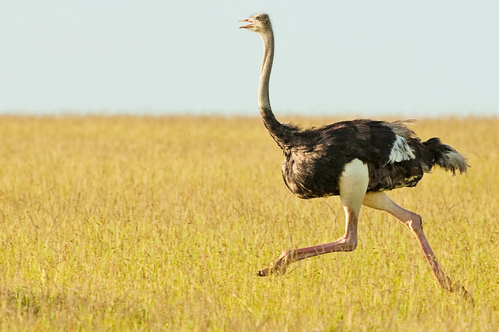 Largest bird in the world: Ostrich