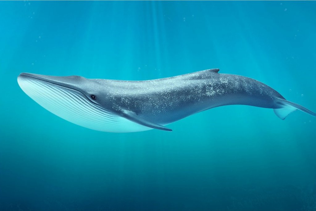 The largest animal in the world: Blue whale