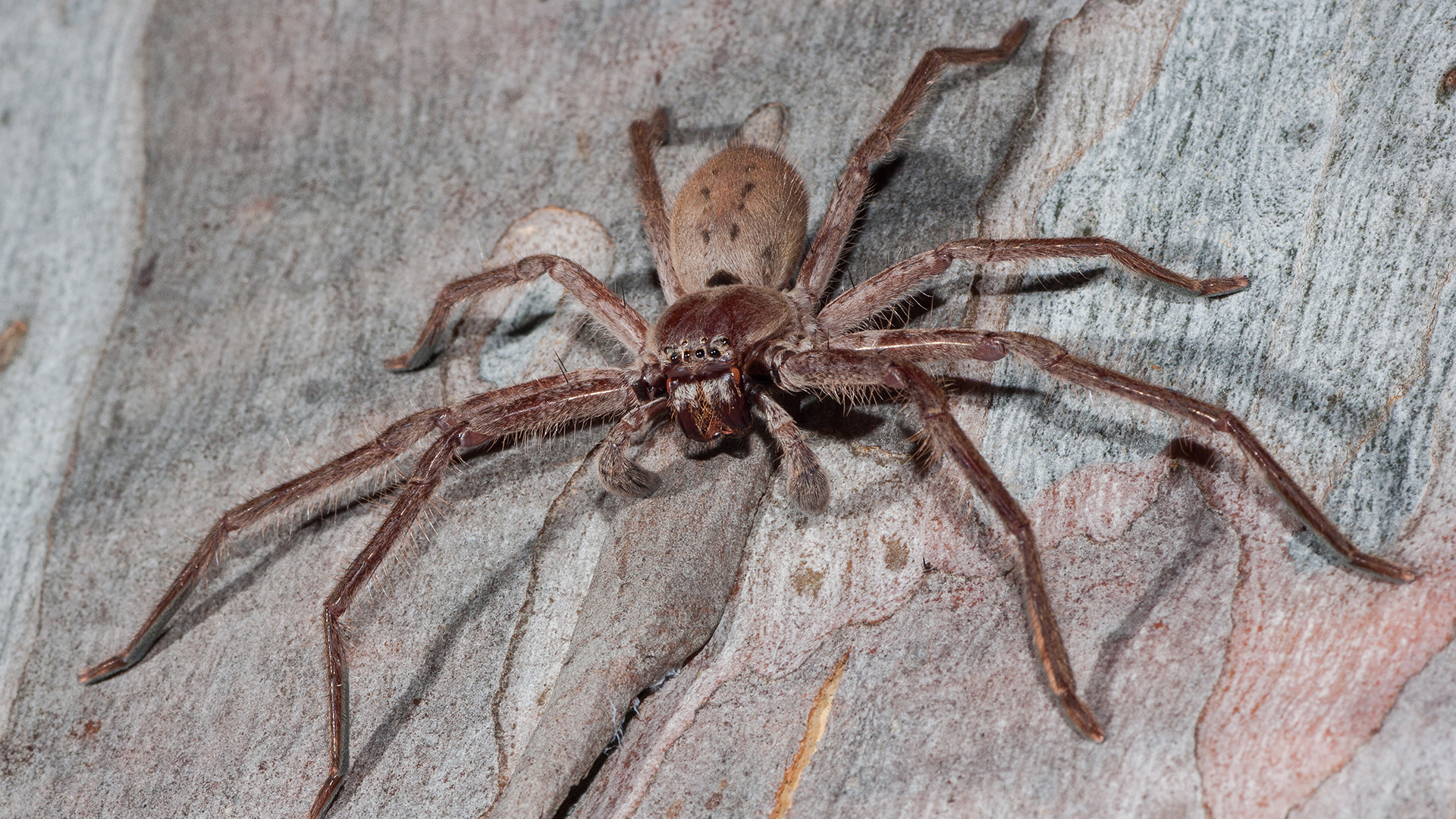 Largest spider in the world: Giant huntsman spider