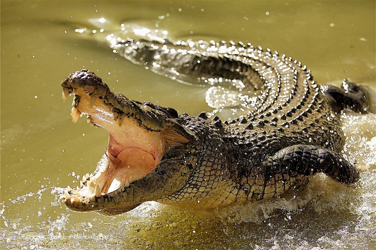 Largest reptile in the world: Saltwater crocodile