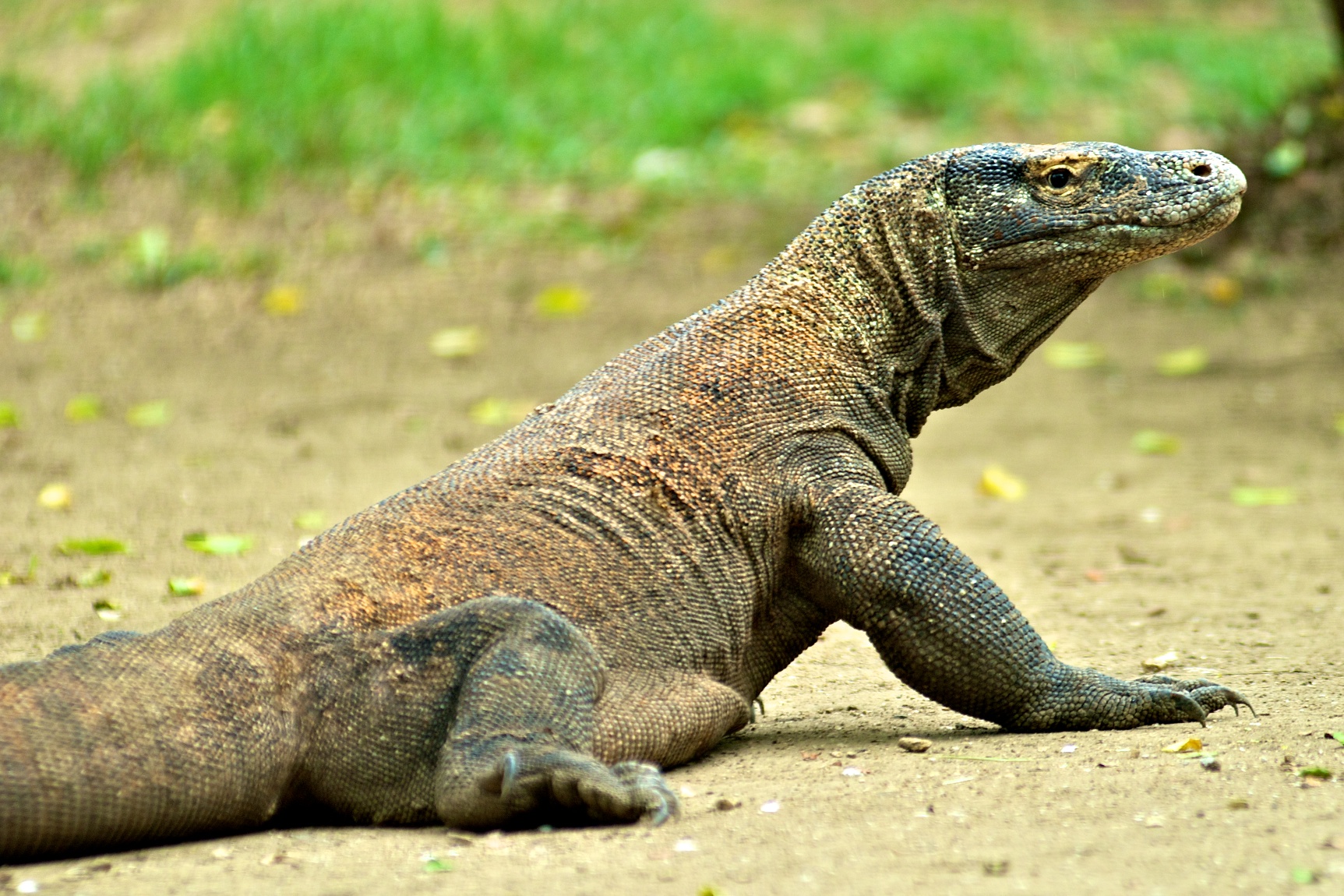 Largest lizard in the world: Komodo dragon