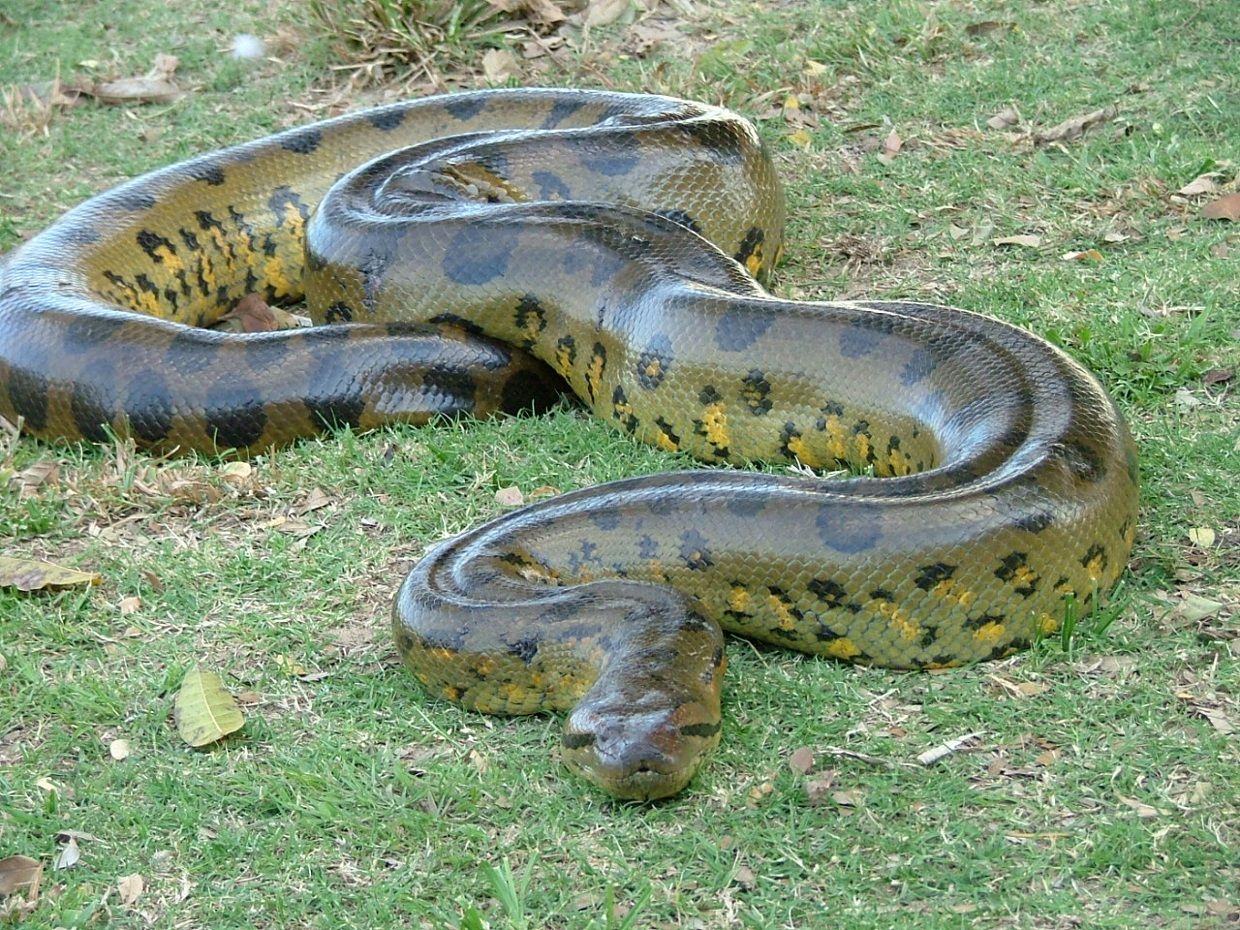 Largest snake in the world: Green anaconda