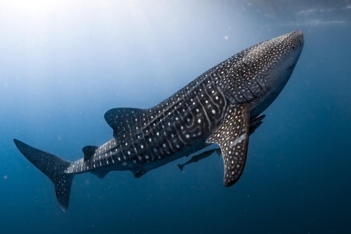 Largest fish in the world: Whale shark