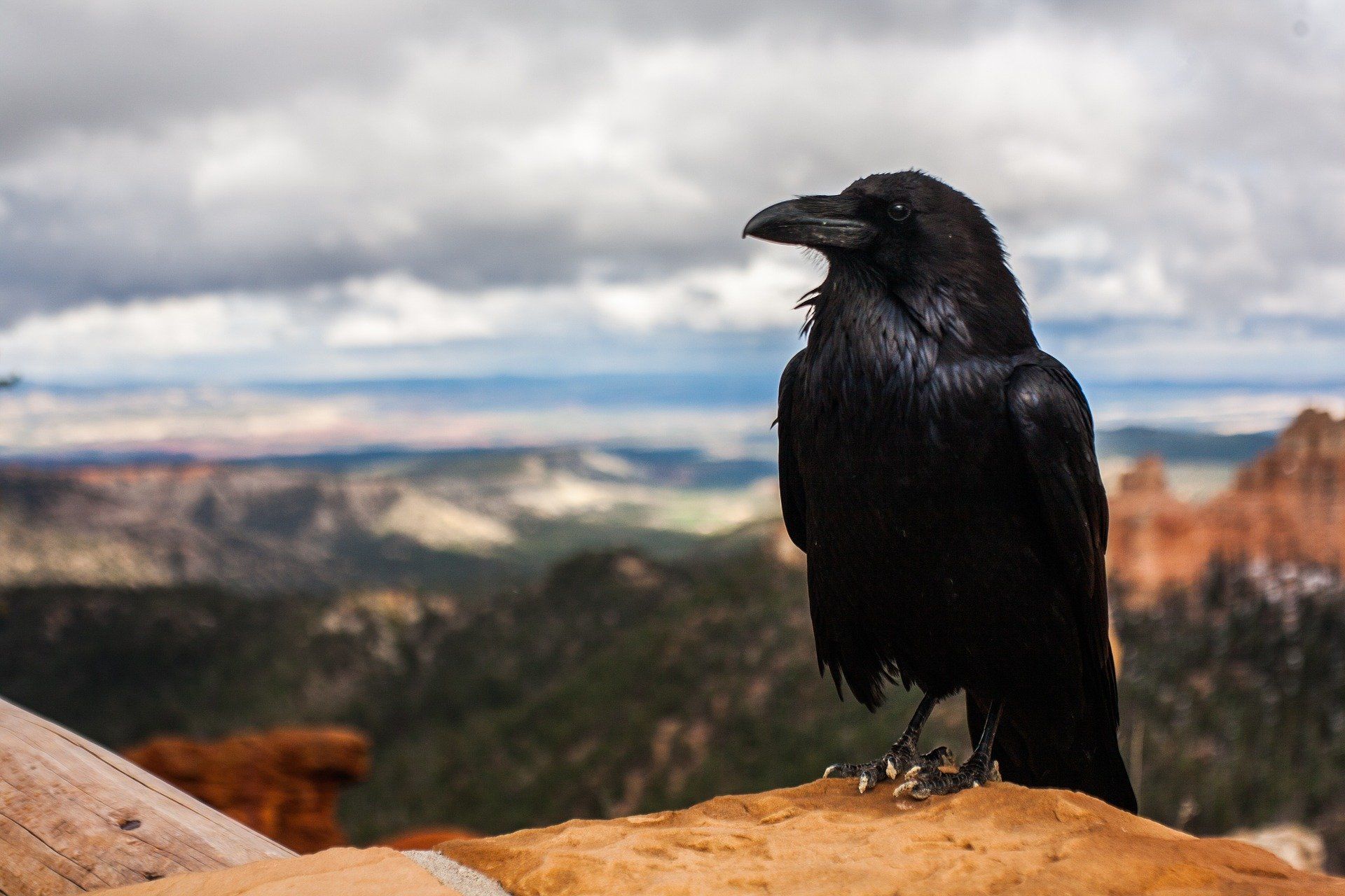 Crows and ravens