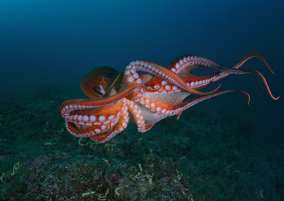 Octopuses