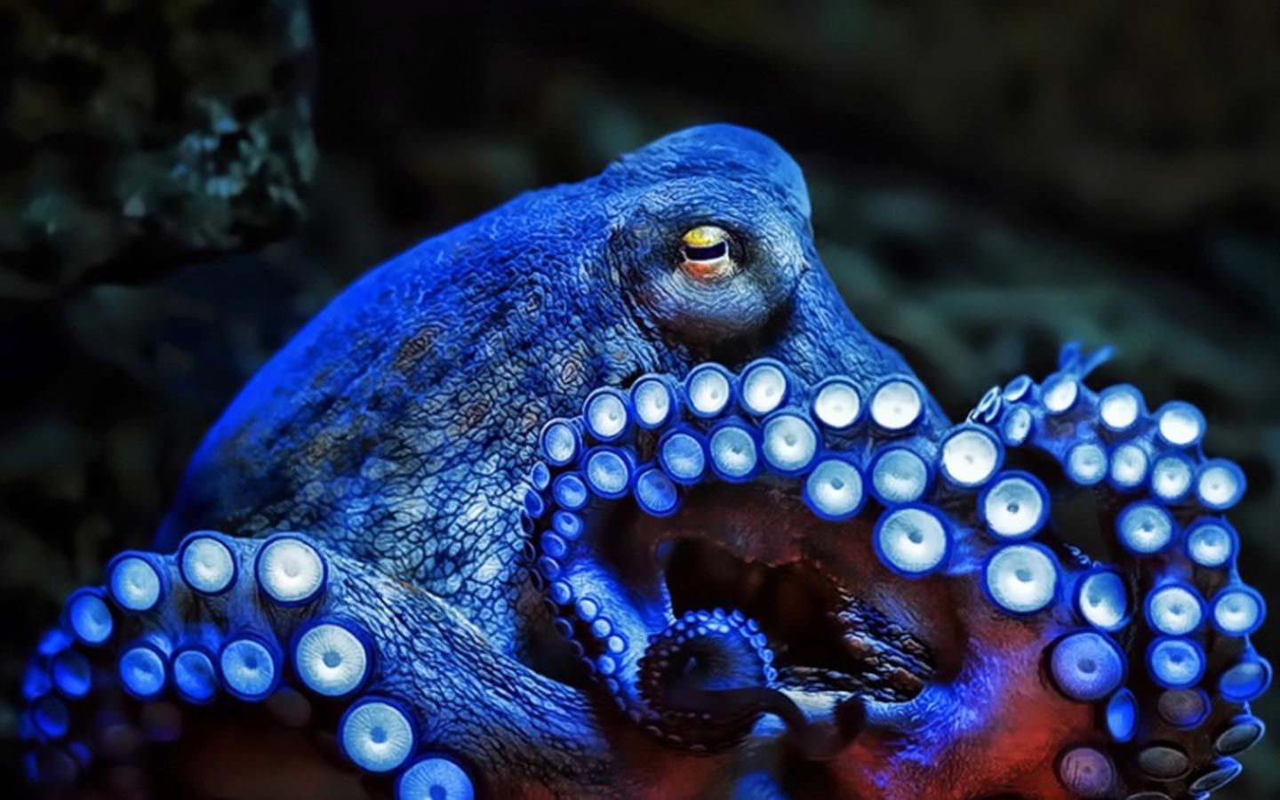 Octopuses