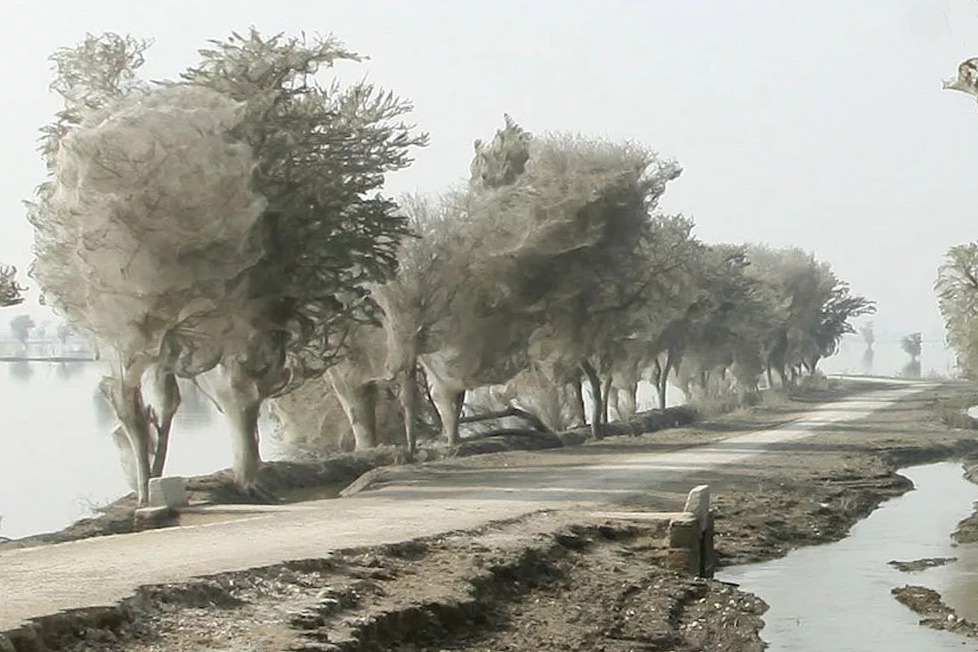 The Ghost Trees in Pakistan